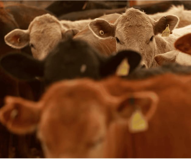 Reabren frontera al ganado mexicano Reabren frontera al ganado mexicano