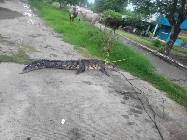 Con lazo en mano, niño de 14 años captura cocodrilo en Madero Con lazo en mano, niño de 14 años captura cocodrilo en Madero