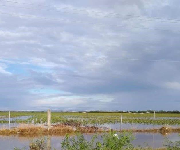 Sembradíos de sorgo, en riesgo de perderse Sembradíos de sorgo, en riesgo de perderse