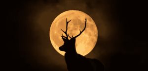 Luna de Ciervo; ¿cuándo y cómo disfrutar este evento astronómico?