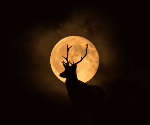 Luna de Ciervo; ¿cuándo y cómo disfrutar este evento astronómico? Luna de Ciervo; ¿cuándo y cómo disfrutar este evento astronómico?