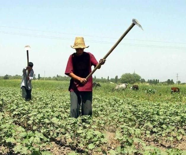Reveladas Violaciones Laborales a Jornaleros Legales en EU