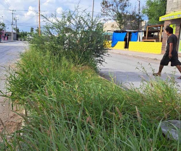 Se convierte avenida en una ´selva´ urbana Se convierte avenida en una ´selva´ urbana
