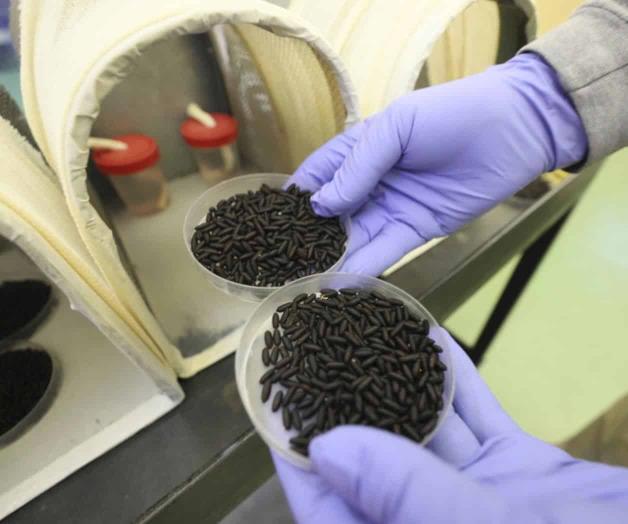 F&aacute;brica de moscas en Texas para erradicar plaga del gusano barrenador