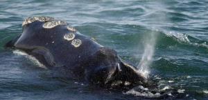 Canadá toma medidas para proteger a la ballena franca del Atlántico Norte