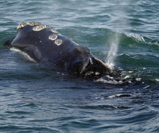 Canad&aacute; toma medidas para proteger a la ballena franca del Atl&aacute;ntico Norte