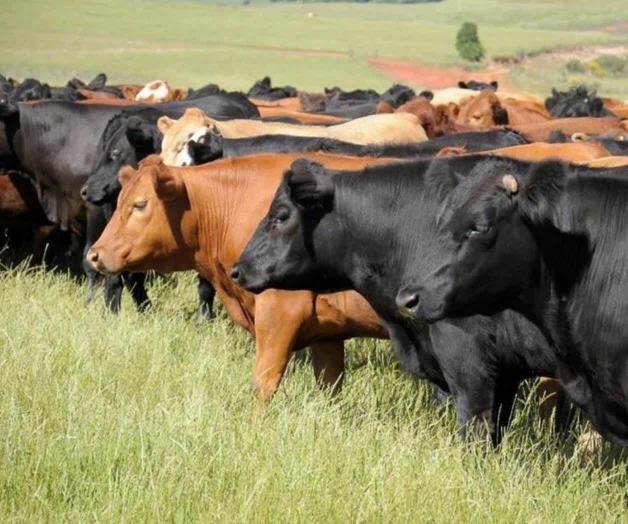 Reapertura de frontera a reses desata polémica entre ganaderos por gusano barrenador Reapertura de frontera a reses desata polémica entre ganaderos por gusano barrenador