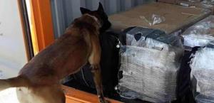 Hallan 200 kilos de cocaína en aduana de BC