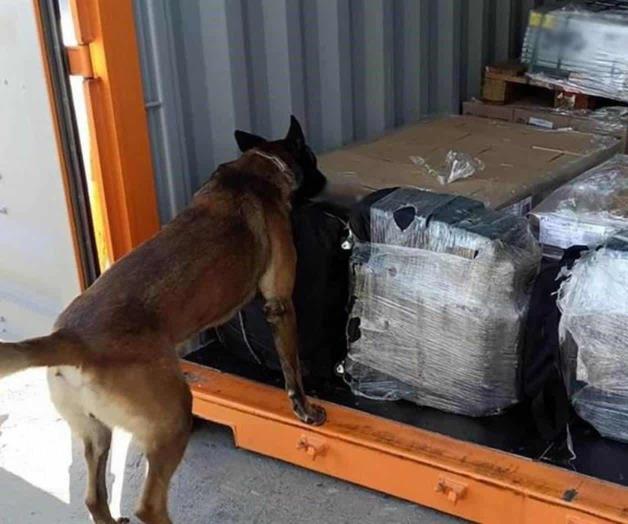 Hallan 200 kilos de cocaína en aduana de BC Hallan 200 kilos de cocaína en aduana de BC