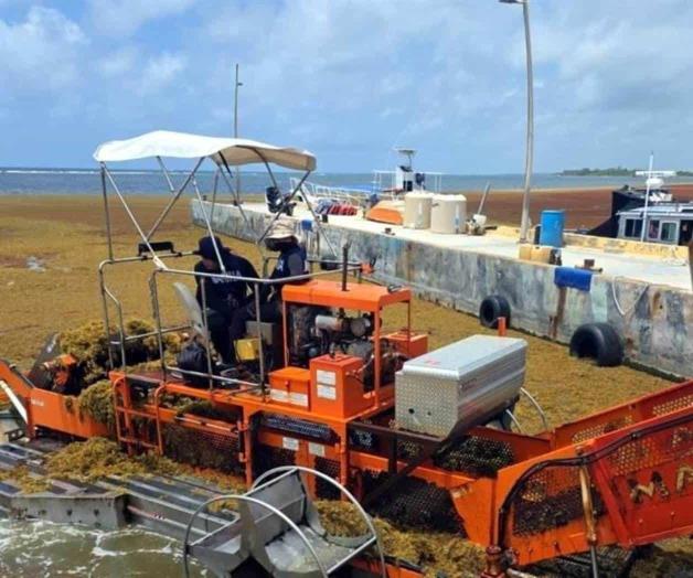 Marina retira 390 toneladas de sargazo en playa de Mahahual