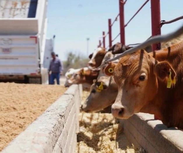 Prevén repunte de venta de ganado Prevén repunte de venta de ganado