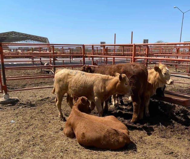 Esperan reapertura de exportaci&oacute;n ganadera