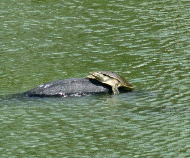 Regresa fauna a calichera de Balcones
