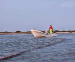 En pleno apogeo  la pesca de tiburón