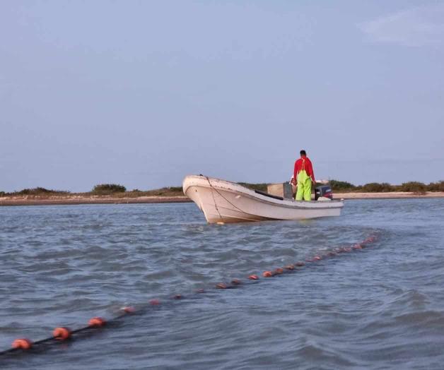 En pleno apogeo la pesca de tiburón En pleno apogeo la pesca de tiburón