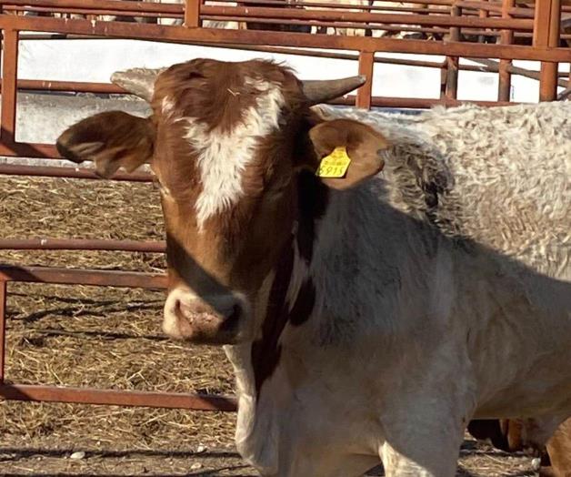 Crecen expectativas de productores pecuarios