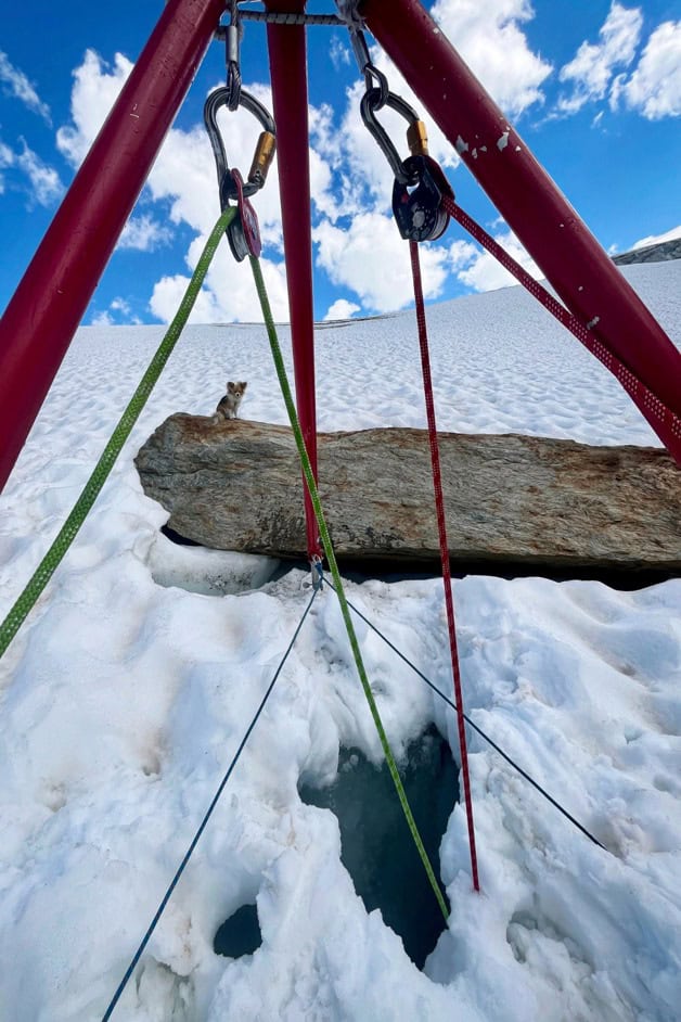Chihuahua ayuda a rescatistas a encontrar hombre en glaciar suizo