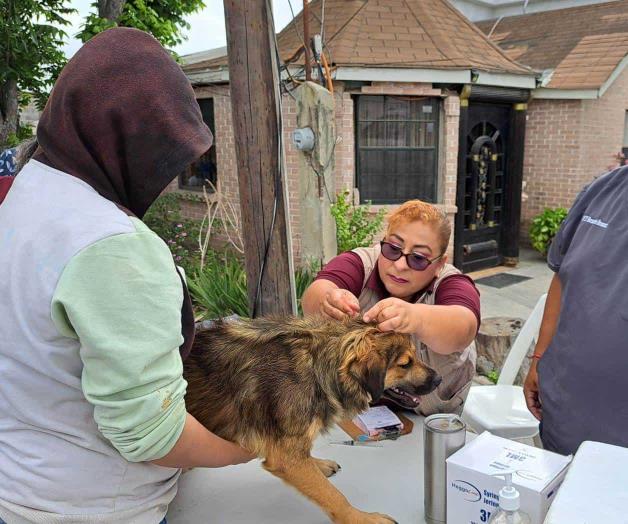 Vacuna antirrábica totalmente gratis Vacuna antirrábica totalmente gratis