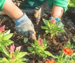 ¿Qué flores son las mejores para sembrar este verano?