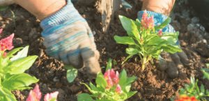 ¿Qué flores son las mejores para sembrar este verano?