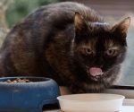 Los alimentos de humano que son buenos para los gatos