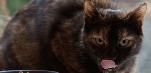 Los alimentos de humano que son buenos para los gatos