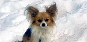 Chihuahua ayuda a rescatistas a encontrar hombre en glaciar suizo