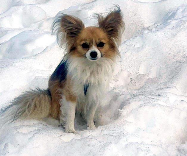 Chihuahua ayuda a rescatistas a encontrar hombre en glaciar suizo