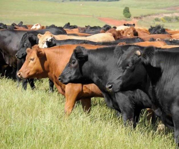 Inicia construcci&oacute;n de planta de moscas est&eacute;riles en Chiapas