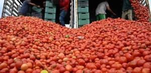Aranceles a exportación de tomate mexicano podrían reducir empleos