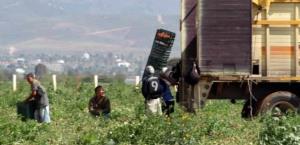 Especialistas demandan retorno de la agricultura por contrato en México