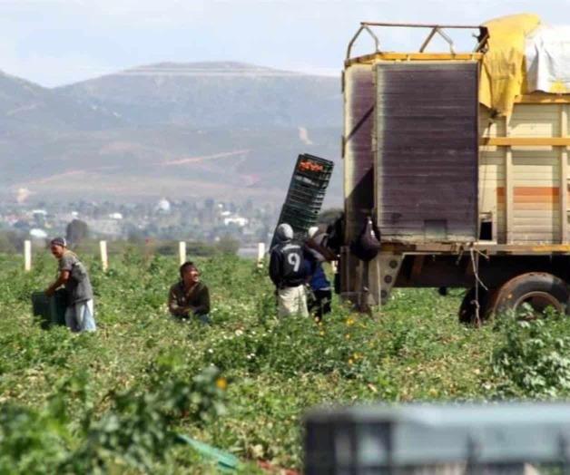 Especialistas demandan retorno de la agricultura por contrato en M&eacute;xico