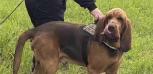 Indignación en Italia por la muerte de un perro policía tras ingerir comida con clavos