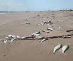Se satura playa de peces muertos
