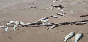Se satura playa de peces muertos