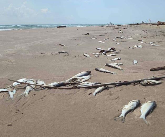Se satura playa de peces muertos Se satura playa de peces muertos