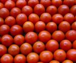 Recaudaría EU 346 mdd con arancel a tomate mexicano
