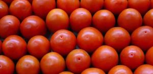 Recaudaría EU 346 mdd con arancel a tomate mexicano