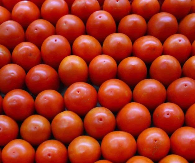 Recaudaría EU 346 mdd con arancel a tomate mexicano Recaudaría EU 346 mdd con arancel a tomate mexicano