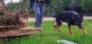Entran en acción binomios caninos regios en Texas