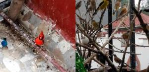 Profepa decomisa 43 aves silvestres en la CDMX