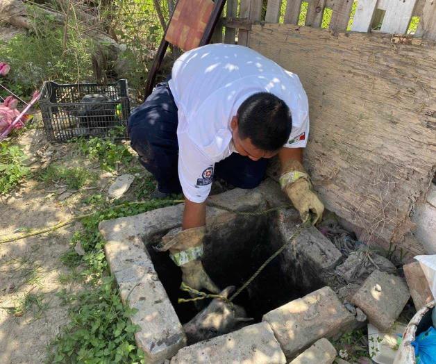 Rescatan a marrano de fosa septica