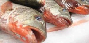 Refuerza la Coepris vigilancia sanitaria por venta de mariscos