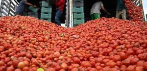 Arancel del tomate mexicano en EU se fija en 17.09%