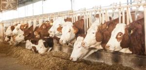 Ganaderos Pierden 400 MDD por Cierre de Importaciones de Ganado Mexicano