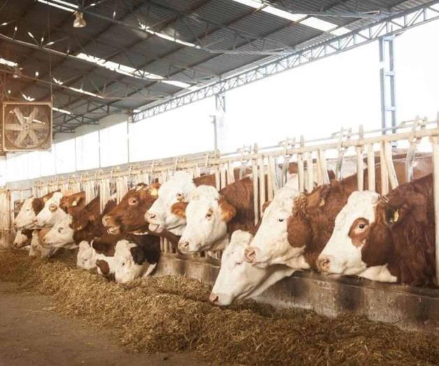 Ganaderos Pierden 400 MDD por Cierre de Importaciones de Ganado Mexicano