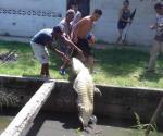 Suman 400 cocodrilos  capturados en Tampico