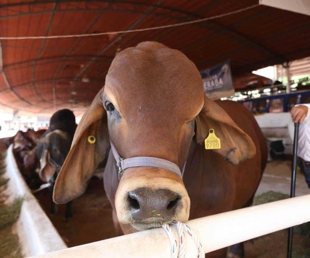 Genera incertidumbre cierre de EU a ganado