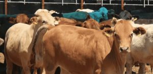 Atienden 20 nuevos casos de gusano barrenador en Yucatán