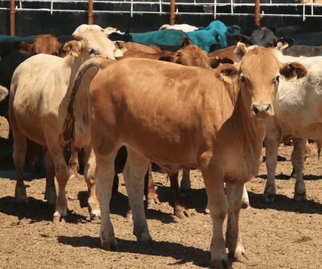 Atienden 20 nuevos casos de gusano barrenador en Yucat&aacute;n